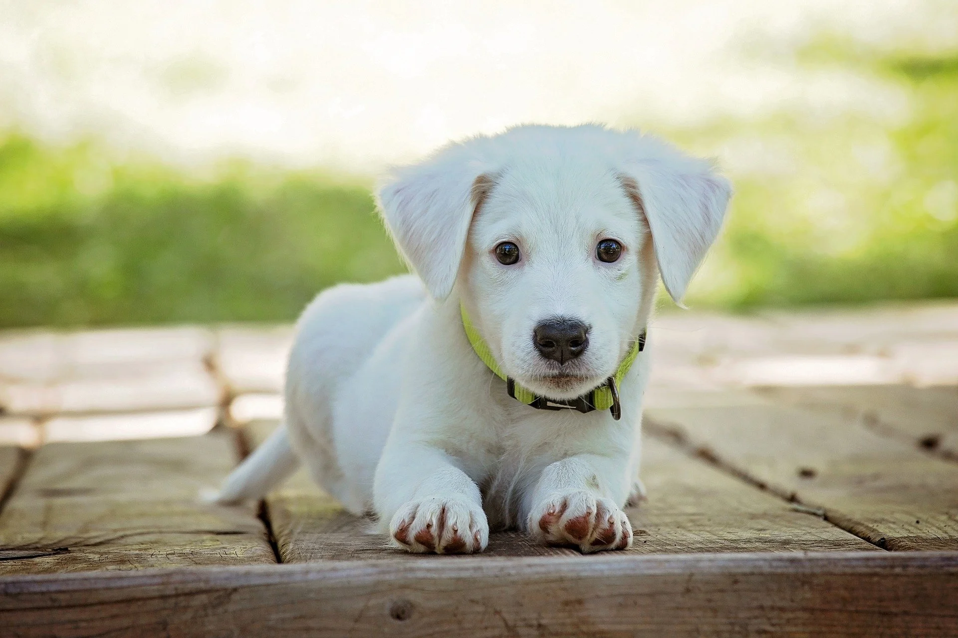 Image de chien(s)